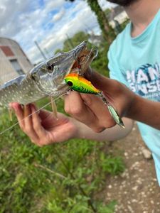 Northern Pike