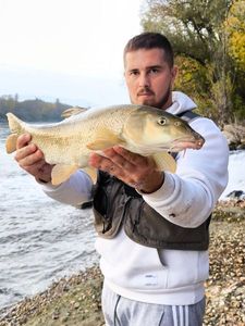 Barbel