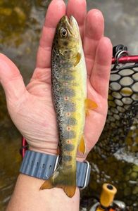 Brown Trout