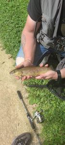 Brown Trout