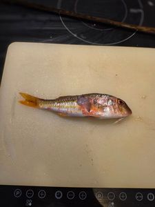 Surmullet