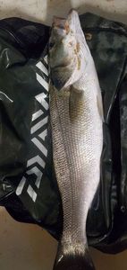 European Bass (Seabass)