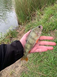 European Perch