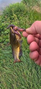 Black Bullhead