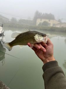 Largemouth Bass