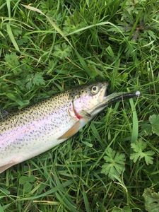 Rainbow Trout