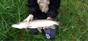 Northern Pike