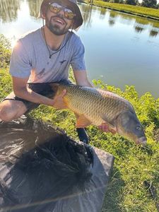 Common Carp