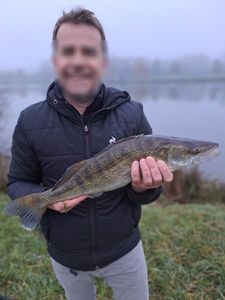 Zander