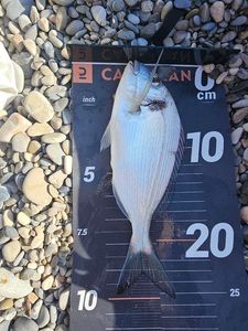 Gilthead Seabream