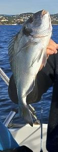 Gilthead Seabream