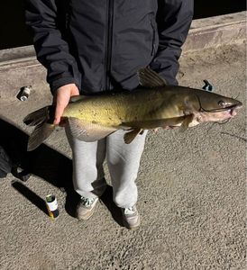 Channel Catfish
