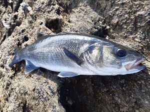 European Bass (Seabass)