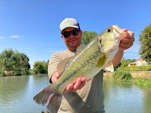 Largemouth Bass