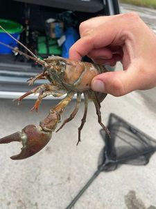 Red Swamp Crayfish