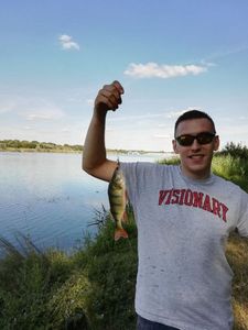 European Perch