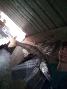 Zander