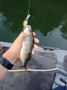 European Perch