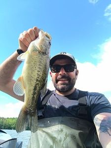 Largemouth Bass