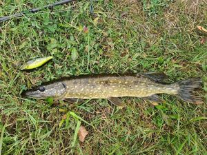 Northern Pike