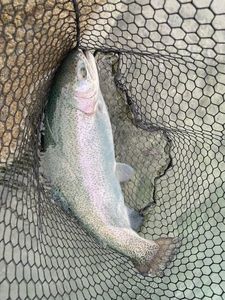 Rainbow Trout