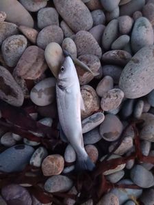 European Bass (Seabass)