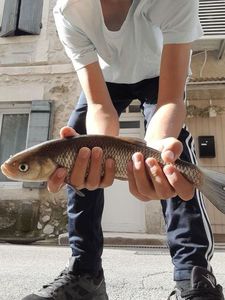 Chub