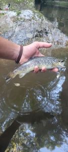 Brown Trout