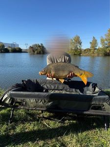 Common Carp