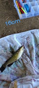 Black Bullhead