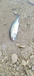 Largemouth Bass