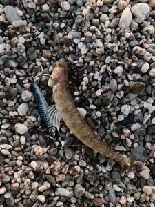 Atlantic Lizardfish