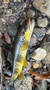 Brown Trout