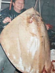 Common Stingray