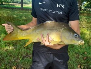 Mirror Carp
