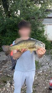 Largemouth Bass