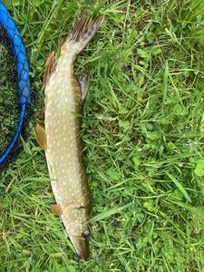 Northern Pike