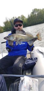 Zander