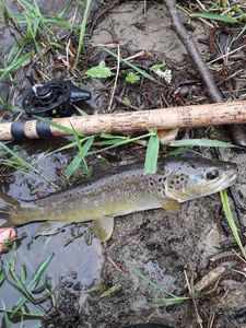 Brown Trout