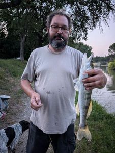 Zander