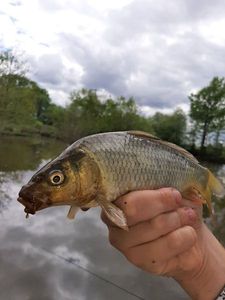 Crucian Carp
