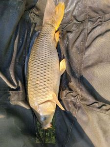 Common Carp