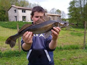 Zander