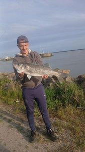 European Bass (Seabass)
