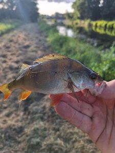 European Perch