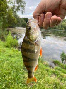 European Perch