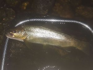 Brown Trout