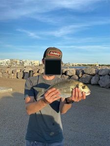 Gilthead Seabream