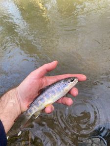 Brown Trout