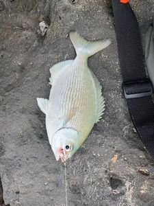 Black Seabream